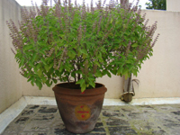 108 Names of Tulsi Maa